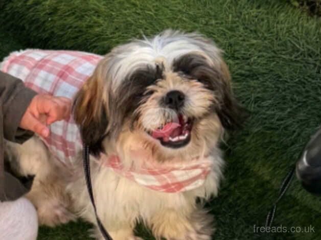 Shih tzu for sale in Wandsworth, Wandsworth, Greater London - Image 1