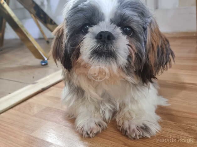 Shih tzu for sale in Wandsworth, Wandsworth, Greater London - Image 2