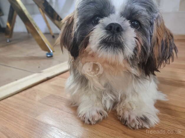 Shih tzu for sale in Wandsworth, Wandsworth, Greater London - Image 3