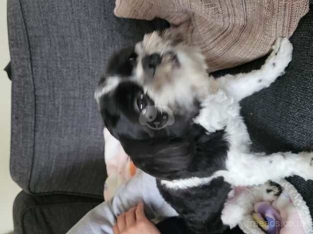 Shih tzu for sale in Wolverhampton, West Midlands - Image 2