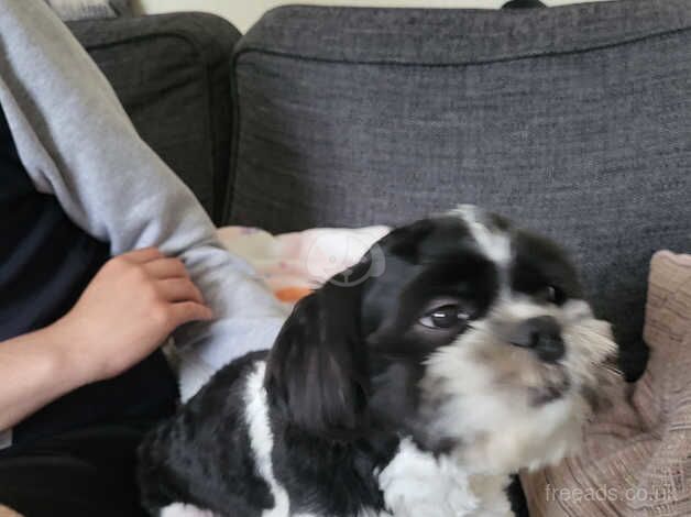 Shih tzu for sale in Wolverhampton, West Midlands - Image 2