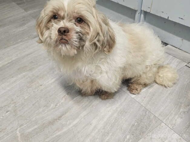 Shih tzu for sale in Wolverhampton, West Midlands