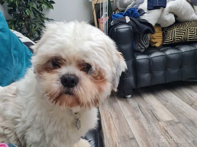 SHIH TZU MALE for sale in Glasgow, Glasgow City