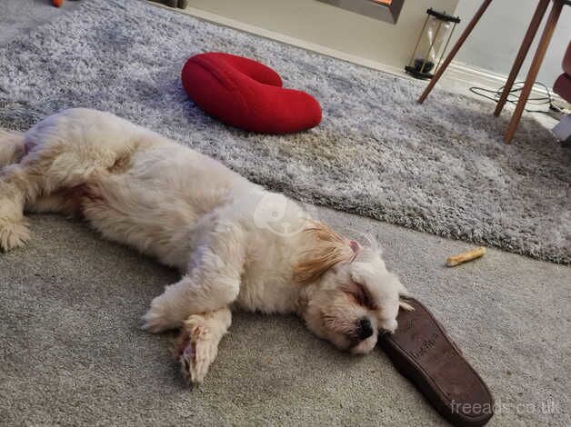 SHIH TZU MALE for sale in Glasgow, Glasgow City - Image 3