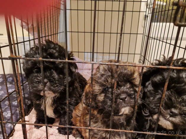 3 adorable Shih Tzu puppy's for sale in Holyhead/Caergybi, Isle of Anglesey