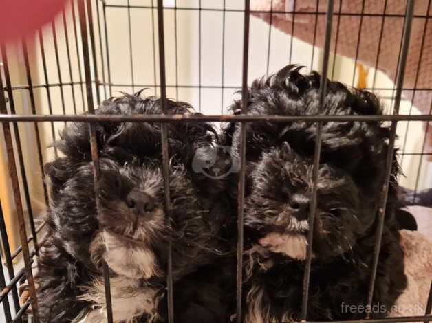 3 adorable Shih Tzu puppy's for sale in Holyhead/Caergybi, Isle of Anglesey - Image 2