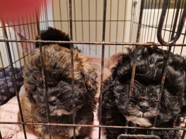 3 adorable Shih Tzu puppy's for sale in Holyhead/Caergybi, Isle of Anglesey - Image 3