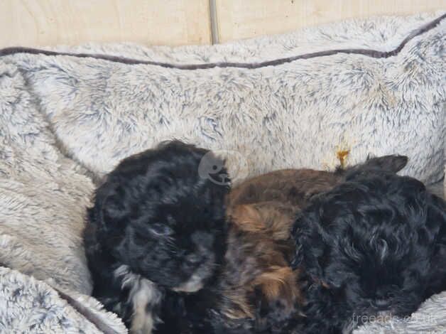 3 adorable Shih Tzu puppy's for sale in Holyhead/Caergybi, Isle of Anglesey - Image 4