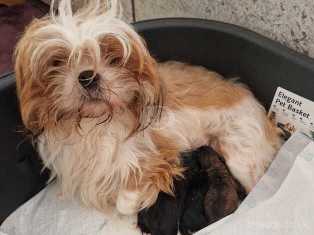 3 adorable Shih Tzu puppy's for sale in Holyhead/Caergybi, Isle of Anglesey - Image 5