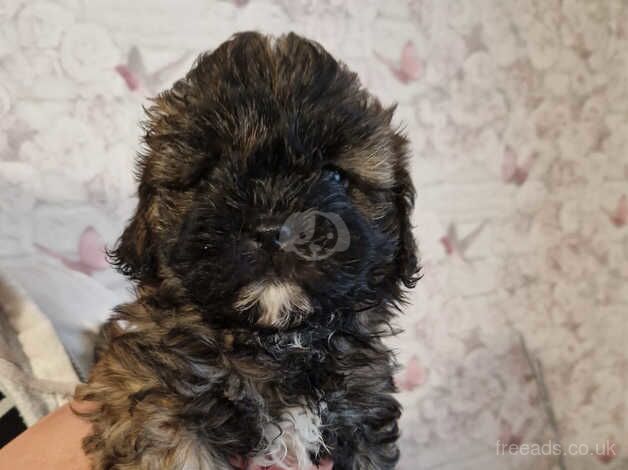 Shih tzu / poodle for sale in Holyhead/Caergybi, Isle of Anglesey