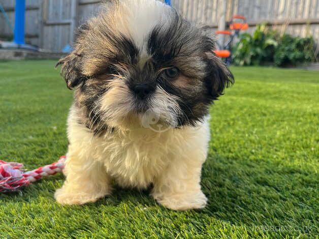 Shih Tzu pup ready now for sale in Newport, Newport