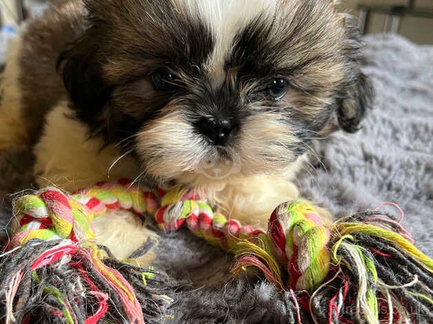 Shih Tzu pup ready now for sale in Newport, Newport - Image 2