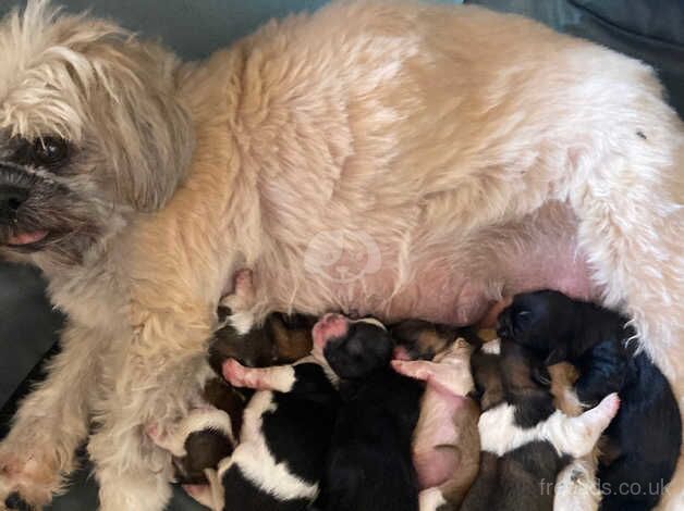 Shih Tzu pup ready now for sale in Newport, Newport - Image 3