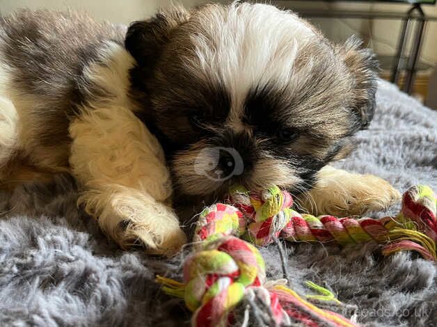 Shih Tzu pup ready now for sale in Newport, Newport - Image 4