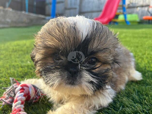 Shih Tzu pup ready now for sale in Newport, Newport - Image 5