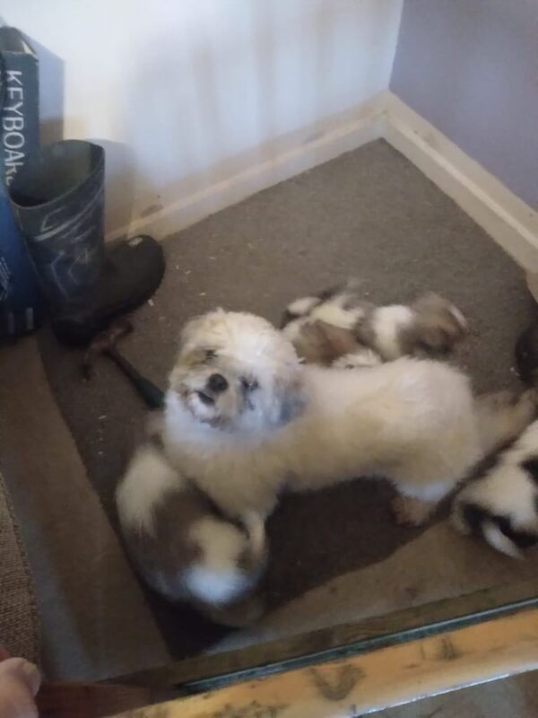 Shih Tzu puppies for sale in Walthamstow, Greater London