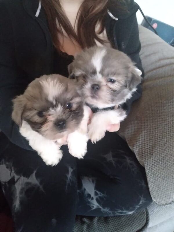 Shih Tzu puppies for sale in Walthamstow, Greater London - Image 2