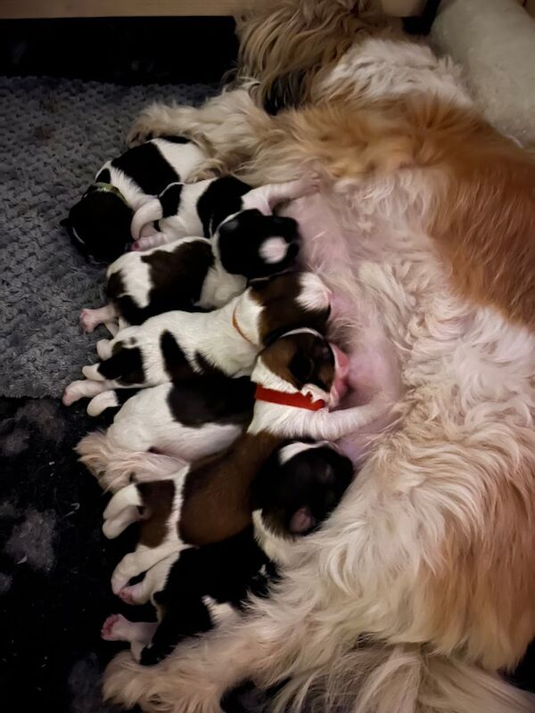 Shih tzu puppies for sale in Tranent, East Lothian