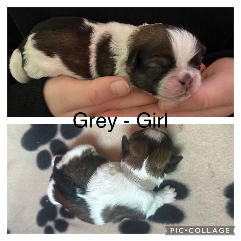 Shih tzu puppies for sale in Tranent, East Lothian