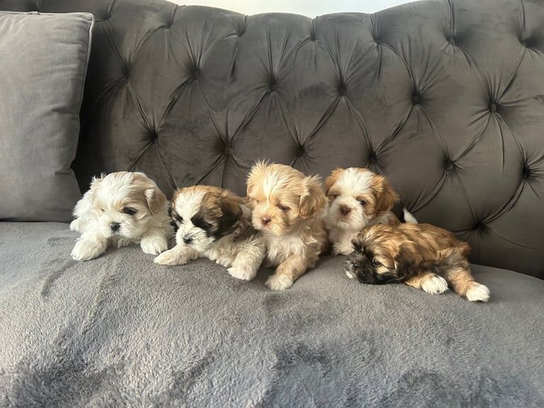 Shih-tzu puppies for sale in Newcastle upon Tyne, Tyne and Wear