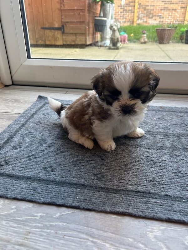 Shih-tzu puppies for sale in Newcastle upon Tyne, Tyne and Wear - Image 2