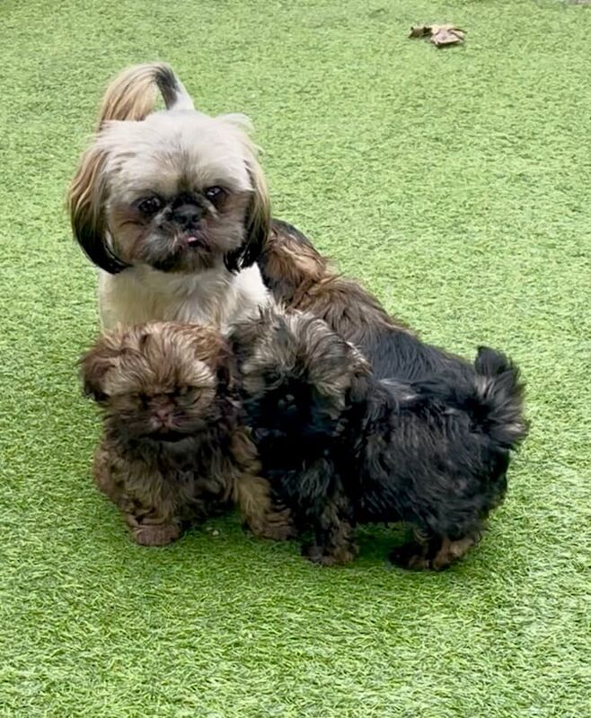 Shih Tzu puppies 2 stunning girls ready now for sale in Stockton-on-Tees, Durham