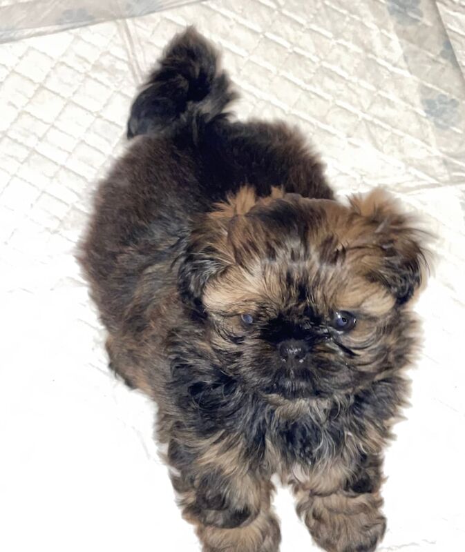 Shih Tzu puppies 2 stunning girls ready now for sale in Stockton-on-Tees, Durham - Image 2