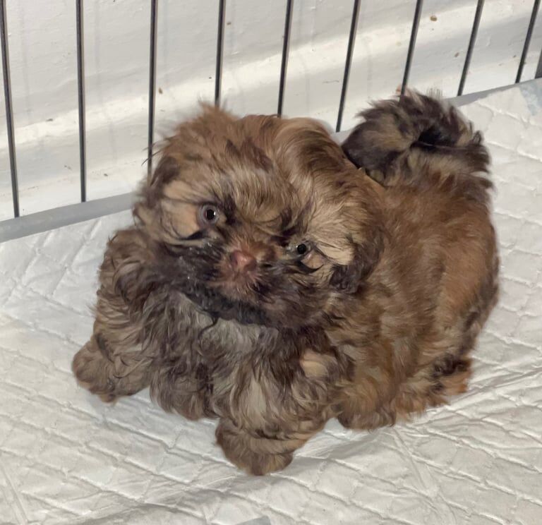 Shih Tzu puppies 2 stunning girls ready now for sale in Stockton-on-Tees, Durham - Image 3