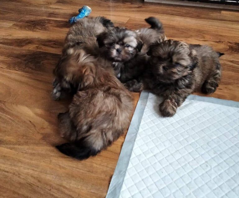 Shih Tzu Puppies For Sale Under £1,000