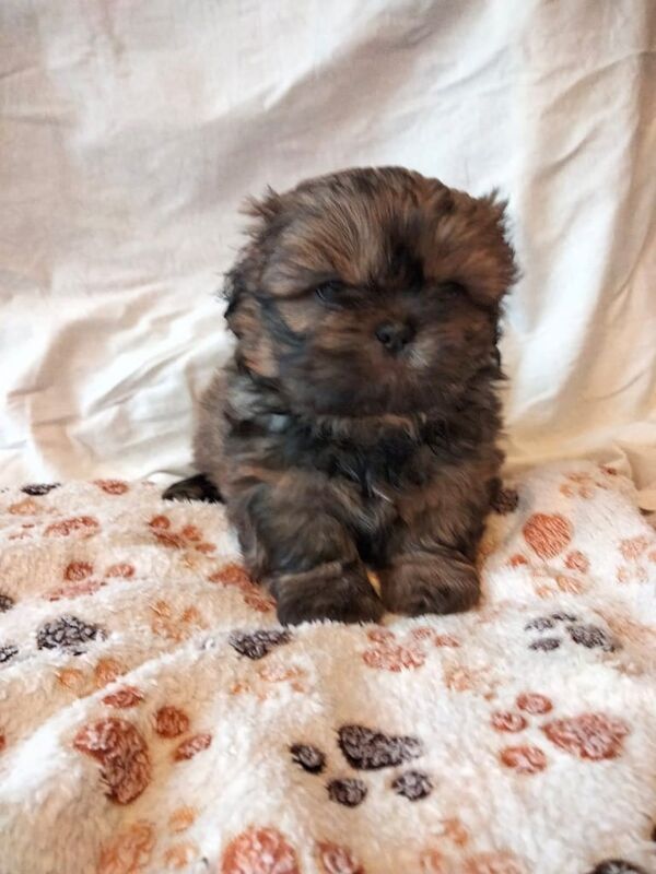 SHIH TZU PUPPIES FOR SALE in Norbury, Greater London - Image 2