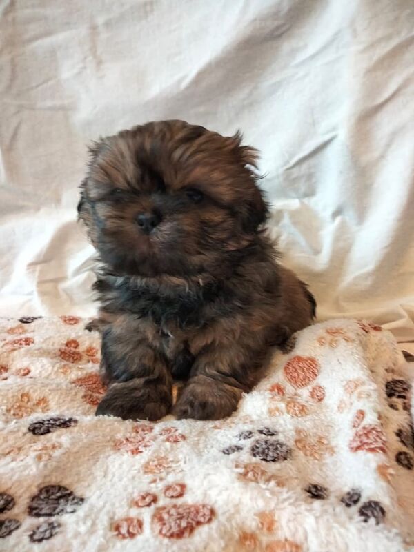 SHIH TZU PUPPIES FOR SALE in Norbury, Greater London - Image 3