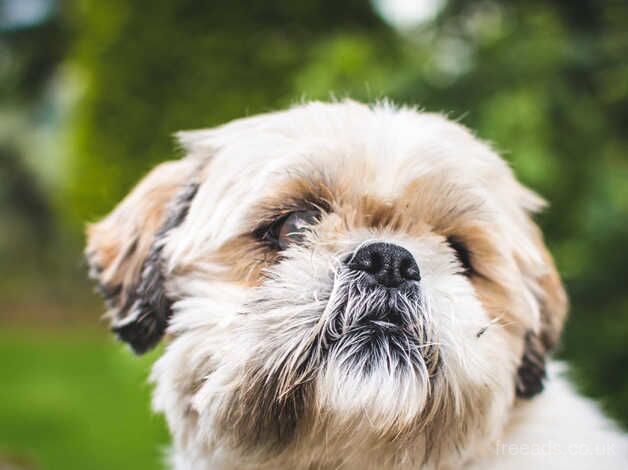 Shih Tzu Puppies For Sale in Oldham, Greater Manchester