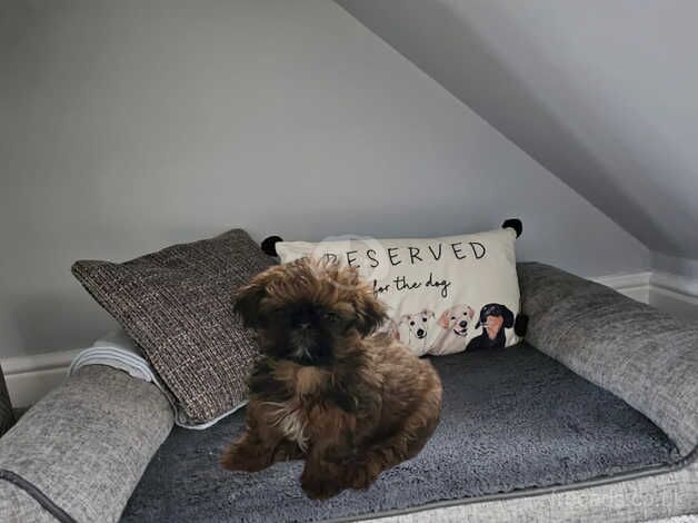 Shih Tzu Puppies for sale in Burton upon Trent, Staffordshire