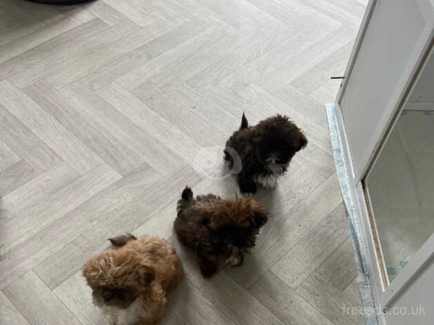 Shih Tzu Puppies for sale in Burton upon Trent, Staffordshire - Image 3