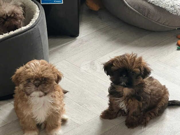 Shih Tzu Puppies for sale in Burton upon Trent, Staffordshire - Image 4