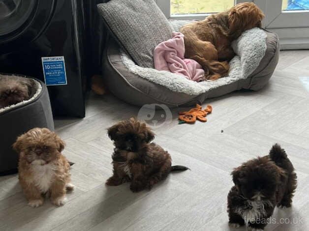 Shih Tzu Puppies for sale in Burton upon Trent, Staffordshire - Image 5