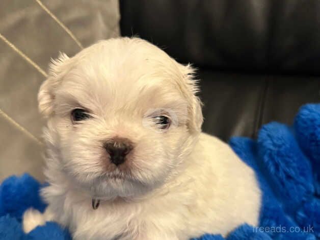 Shih Tzu Puppies for sale in Coventry, West Midlands