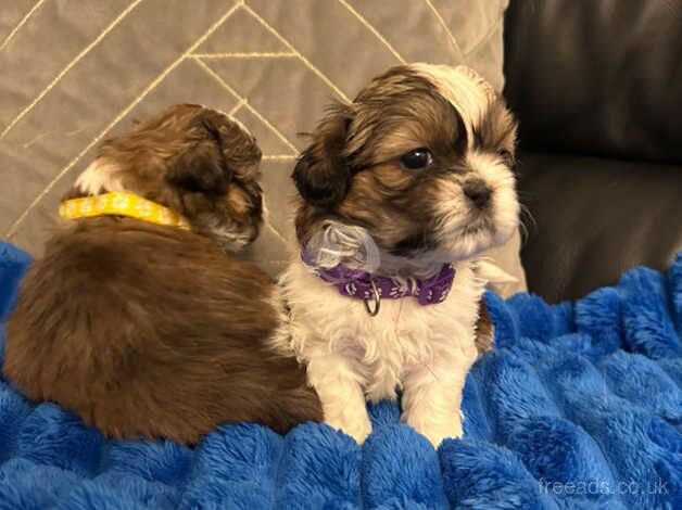 Shih Tzu Puppies for sale in Coventry, West Midlands - Image 2