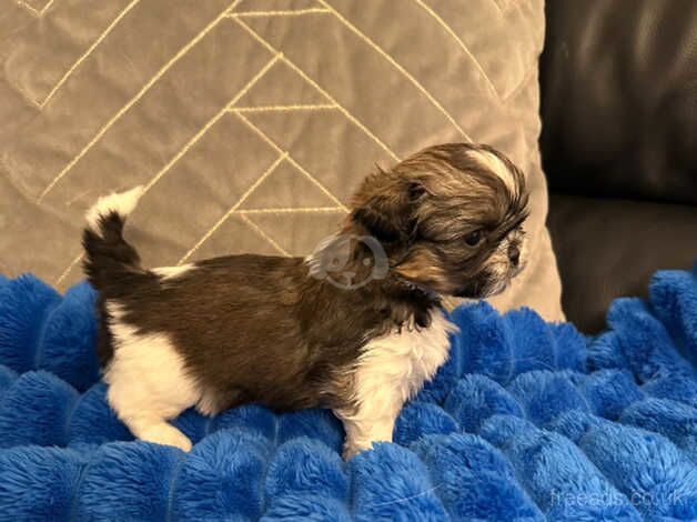 Shih Tzu Puppies for sale in Coventry, West Midlands - Image 3