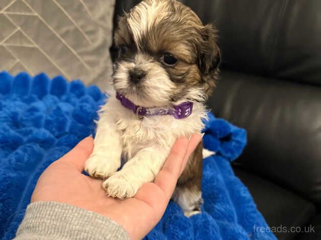 Shih Tzu Puppies for sale in Coventry, West Midlands - Image 4