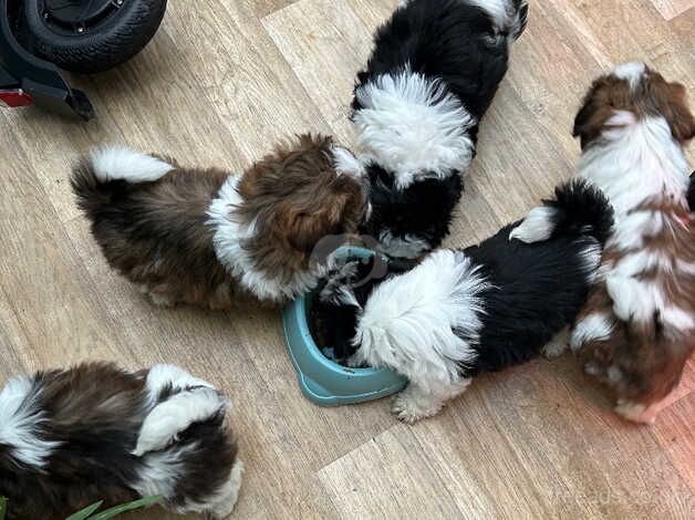 Shih tzu puppies for sale in Craigavon, Craigavon