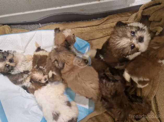 Shih tzu puppies for sale in Kilmarnock, East Ayrshire