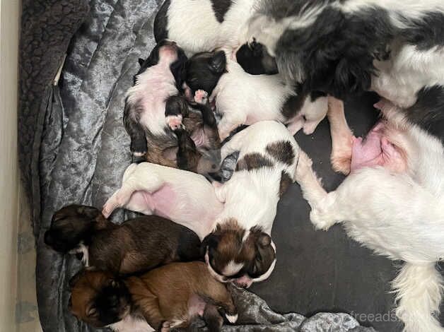 Shih tzu puppies for sale in Plymouth, Devon