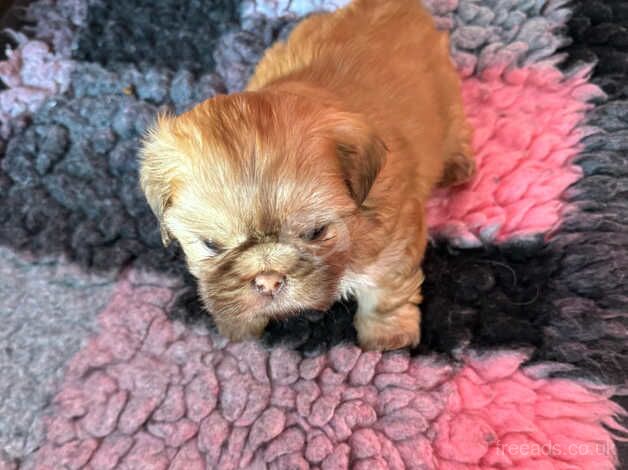 Shih tzu puppies for sale in Luton, Devon - Image 2