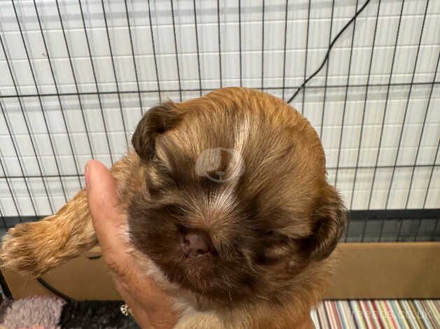 Shih tzu puppies for sale in Luton, Devon - Image 5