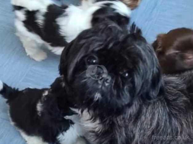 Shih tzu puppies for sale in Portsmouth, Hampshire