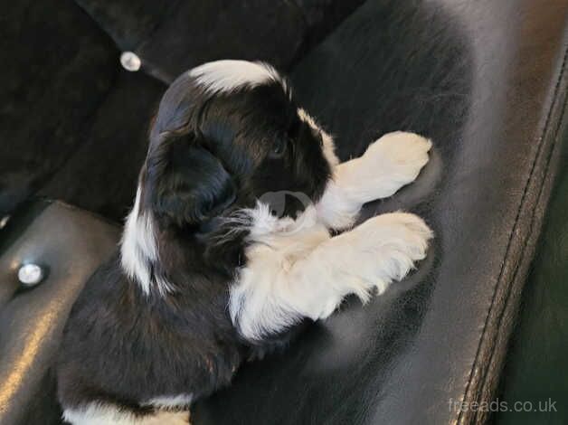 Shih tzu puppies for sale in Portsmouth, Hampshire - Image 3