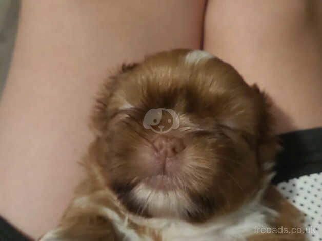 Shih tzu puppies for sale in Portsmouth, Hampshire - Image 4