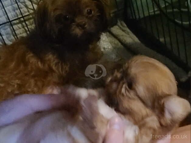 Shih tzu puppies for sale in Portsmouth, Hampshire - Image 5