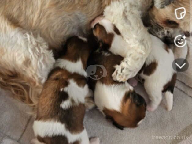 Shih tzu puppies for sale in Stockton On Tees, County Durham